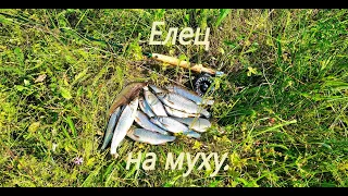 Елец на муху. Рыбалка нахлыстом как она есть.