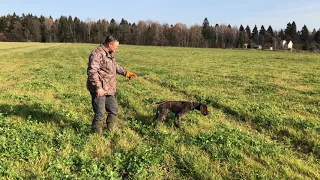 Первое свидание дратхааров с птицей в поле