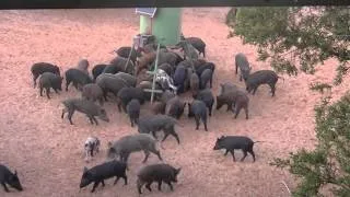 Pigs Everywhere - Hog Hunt 11'