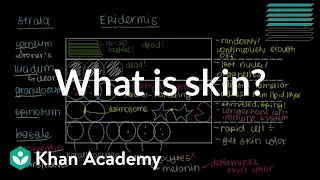 What is skin? (Epidermis) | Integumentary system physiology | NCLEX-RN | Khan Academy