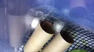 Silkworm spinning a cocoon in time-lapse . Pretty Amazing the last 30 seconds is the best