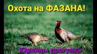 Охота на ФАЗАНА!!! Без собаки сложнее, но интересней!