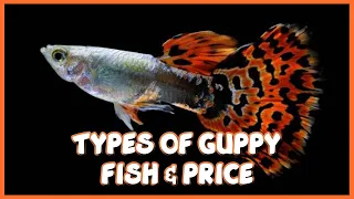 Different types of Guppy & Prices in India