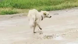 Abandoned dog walks on her front legs seeking help in loneliness and pain