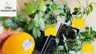 How To Grow A Lemon Tree From Store Bought Lemons (Seed To 3 Years Updates)