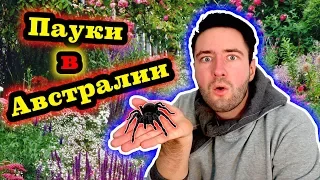 Какие пауки в Австралии на самом деле? -  Опасны ли пауки в Австралии?
