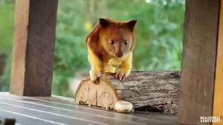 Baby Tree Kangaroo Finds Confidence Outside of Mother's Pouch