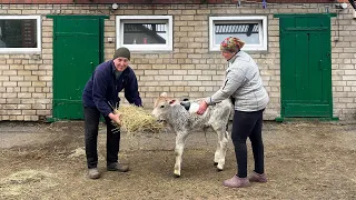 Все буде Україна! Маленька ферма Brown Swiss, поповнення в господарстві, молочні ріки потекли...