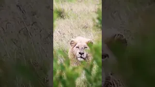 Rare Male Lion Casper, the White Ghost of the Kruger National Park 🦁#short #shorts #lion