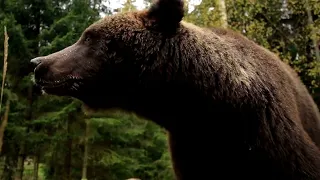 10 Tips to survive a bear attack