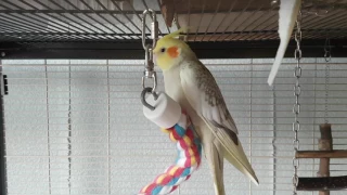 Compilation of my female cockatiel singing - June 2017