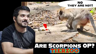 Are Scorpions OP? (TierZoo) CG Reaction