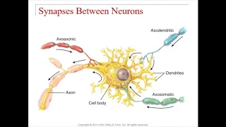 Chapter 12   Nervous Tissue Part 4