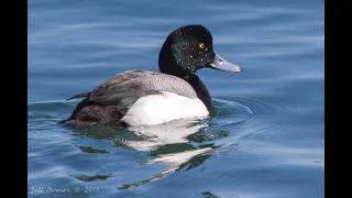 Sea Ducks of Martha's Vineyard (Webinar, Dec. 14, 2022)