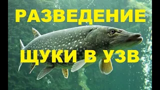 РАЗВЕДЕНИЕ ЩУКИ В УЗВ