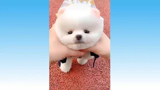 OMG So Cute ♡ Top Funny Cats and Dogs Compilation 2021 #96 | Best Funny Cats