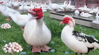 MUSCOVY DUCK: Discover the Largest and Unique Duck on the Planet.