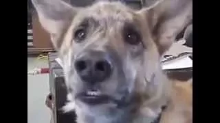 funny dog voiceover