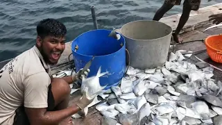 Deep Sea Pomfret Fishing