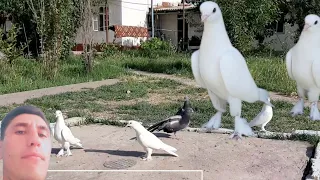 Приучаю_Турецких_Голубей " Турецкая Такла" "2023",teach_turetskih_golubey " Turkish Takla"Pigeons!!!