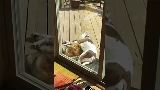 Funny videos dogs animals compilition dogs #shorts #pets 21