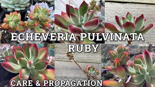 Echeveria pulvinata 'Ruby' Chenille Plant Care & Propagation