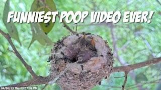 Hilarious Baby Hummingbirds Poop Video! 😂 Watch with Funny Sounds as They Shoot Poops Out of Nest! 💩