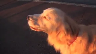 Hilarious moment dog imitates an emergency siren by howling