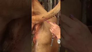 IV injection on a cow's coccygeal "tail" vein (Part 2)