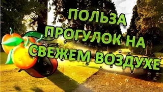 Польза прогулок на свежем воздухе. А вы гуляете каждый день?