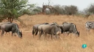 Documental/La vida salvaje del Serengeti.