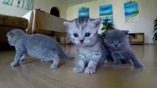 Няшные Котята-Cute Kitten