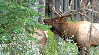 Active Elk Bull Bugling and Courting