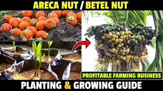 How To Grow Areca From Seed | Grow Betel Nut Tree From Seed | Arecanut Planting Method