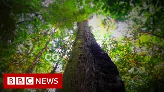 Amazon rainforest: 'Once it's gone, it's gone forever' - BBC News