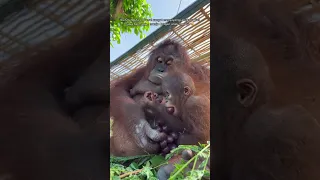 Cute Baby Orangutan