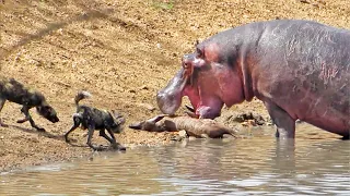 Hippo Steals Kudu from Wild Dogs