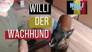 Was will Willi mir sagen? Ich bin jetzt ein Wachhund? Oder was?