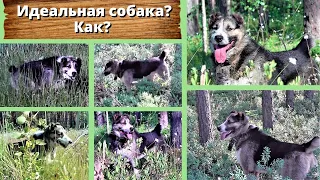 Идеальная собака? Как? Life with a dog from a shelter. 3 years together!