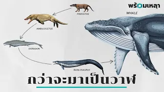 กว่าจะมาเป็น… วาฬ : เส้นทางของสัตว์สี่เท้าสู่การเป็นยักษ์ใหญ่แห่งท้องทะเล