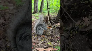 Пришла серенькая белка #squirrel #nature #wildlife