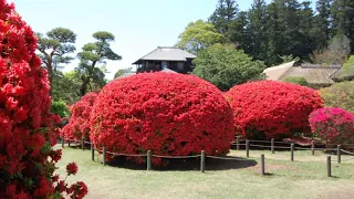 【映え映え！　真っ赤な「キリシマツツジ」と好文亭からの眺望　偕楽園】　水戸市