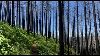 Eagle Creek Fire Before & After Photos Multnomah to Wahkeena Falls