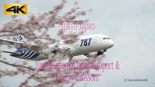 【4K】成田国際空港 成田市さくらの山公園の満開の桜と飛行機離着陸風景