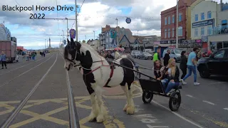 Blackpool Horse Drive 2022 #HorseDrive #blackpoolpaparazzi #blackpool #cobs #horselife #horses #4k