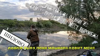 РЫБАЛКА В ОДНОМ ИЗ САМЫМ ПОПУЛЯРНЫХ МЕСТ, ШИЛОВО (рыбалка на реке Воронеж, рыбалка 2020)