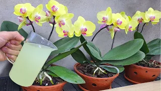 Only pour once! The weakest orchid immediately becomes strong and blooms all year round