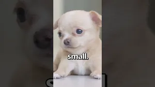 IS THIS the SMALLEST PUPPY Ever 😱 | Wholesome Moments