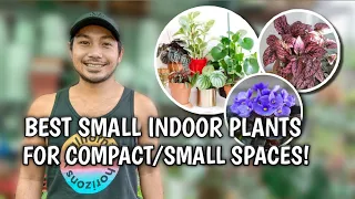 BEST SMALL INDOOR PLANTS FOR COMPACT/SMALL SPACES