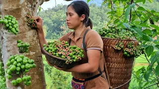 Harvesting Figs Fruit goes to the market sell - Gardening - Farming | Tran Thi Huong